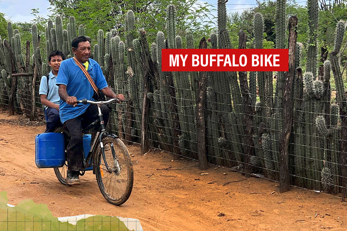 David bike world online